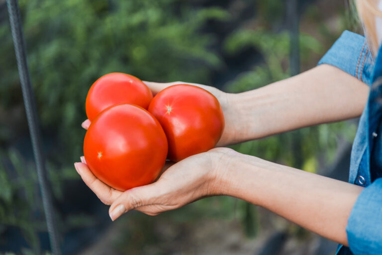 woman holding three ripe tomatoesr